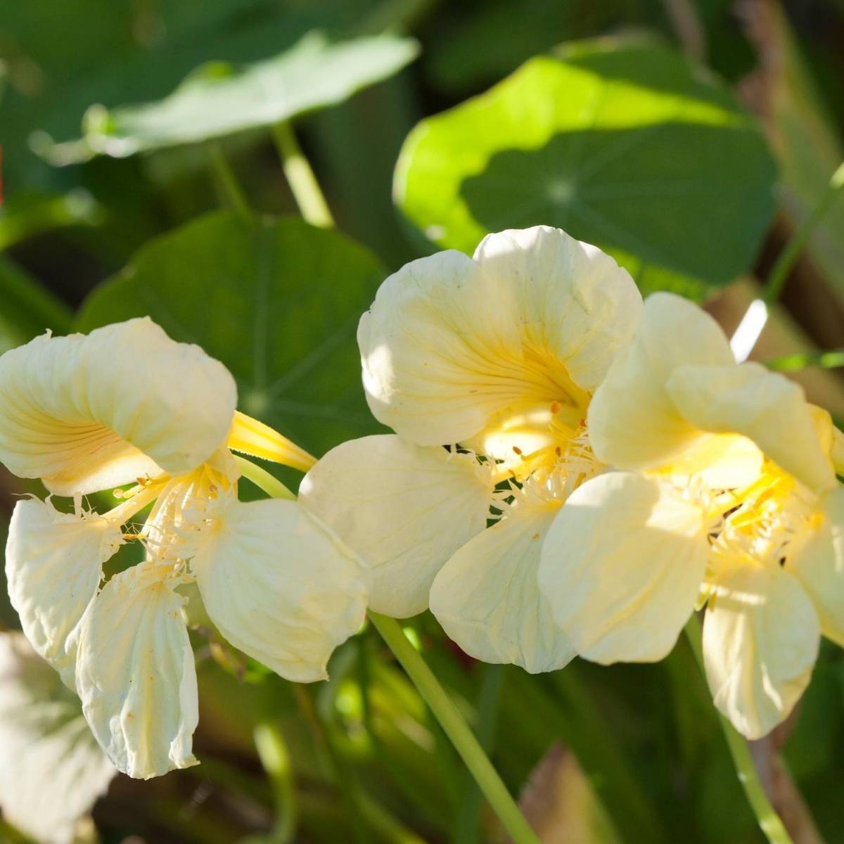 Nasturtium- Yeti Cream